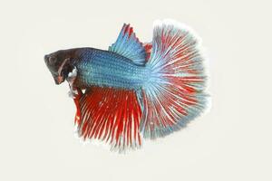 Colourful Beta fighter fish photo