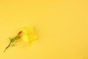 Yellow allamanda bell flower on yellow paper background text copy space minimalist concept photo