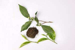 different types of fresh raw green tea leaf flower bud black brown tea powder on white background photo