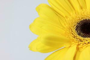 Yellow daisy flower on macro closeup on white background photo