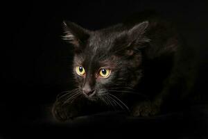 Black cat glowing eye sit on black background photo