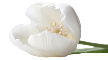 maravilloso imagen de hermosa blanco loro tulipán flor en png antecedentes. generativo ai tecnología.