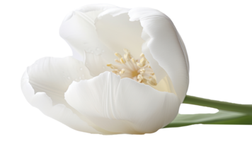 deslumbrante imagem do lindo branco papagaio tulipa flor em png fundo. generativo ai tecnologia.