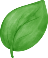 eco vänlig grön träd och blad vattenfärg målning png