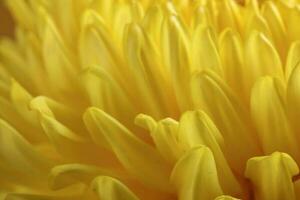 Large yellow chrysanthemum mum flower closeup macro photo