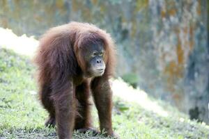 Orangutan playing at the zoo photo