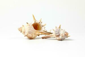 Sea Shell variety photo