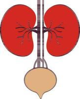 Illustration of kidneys icon in part of body. vector