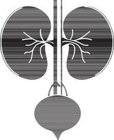 Glyph style of kidneys icon in part of body. vector