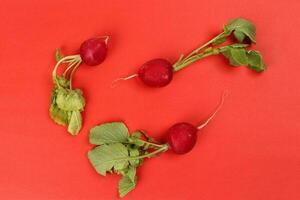 Small red radish on red ackground photo