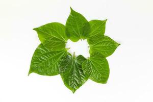 Wild Pepper Leaf photo