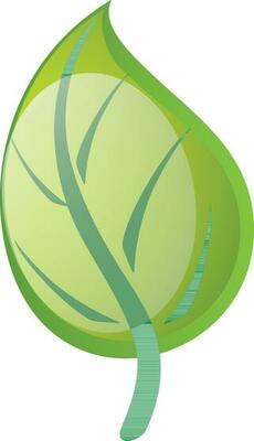 Green leaf on white background.