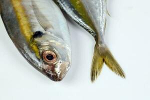 Raw fresh small yellow striped tervally banded slender fish photo