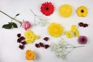 Daisy chrysanthemum mum rose baby breath flower red yellow pink purple violet on white background border frame bouquet copy text space photo