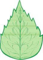 Green leaf on white background. vector