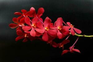 Colorful Orchid Flower photo