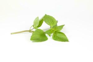 Green Thai Basil photo