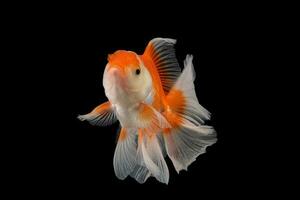 Pet yellow white gold fish with long flowery wave tail swimming in aquarium water on black background photo