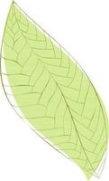 Illustration of green textured leaf. vector