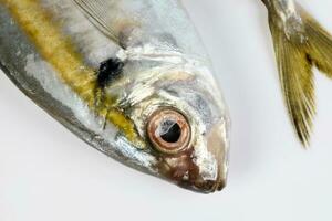 Raw fresh small yellow striped tervally banded slender fish photo