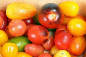 Fresh Colourful Tomato photo