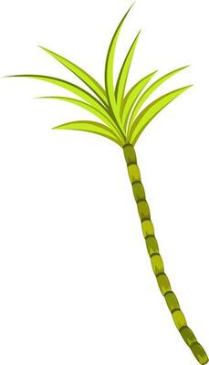 Isolated illustration of sugarcane.