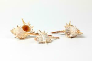 Sea Shell variety photo