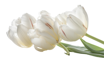 maravilloso imagen de blanco loro tulipán flores en png antecedentes. generativo ai tecnología.