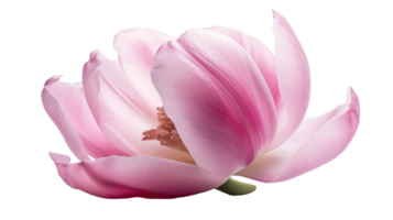 Stunning Image of Beautiful Pink Parrot Tulip Flower on Transparent Background. Technology. png