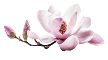 sorprendente foto di rosa fresco magnolia fiore su trasparente sfondo, generativo ai. png