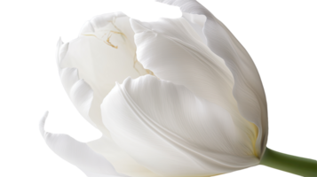 étourdissant image de magnifique blanc perroquet tulipe épanouissement sur png Contexte. génératif ai technologie.