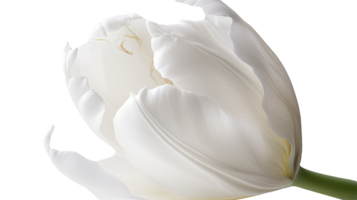 Stunning Image of Beautiful White Parrot Tulip Blooming on Background. Technology. png