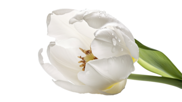 étourdissant image, l'eau gouttelettes de blanc perroquet tulipe fleur sur png Contexte. génératif ai technologie.