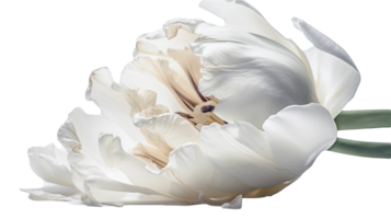 maravilloso imagen de blanco loro tulipán flor en png antecedentes. generativo ai tecnología.