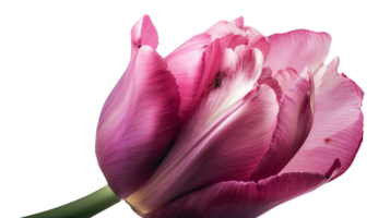 étourdissant image de magnifique rose perroquet tulipe fleur sur transparent Contexte. génératif ai technologie. png