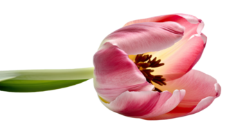 étourdissant image de magnifique rose perroquet tulipe fleur sur transparent Contexte. génératif ai technologie. png