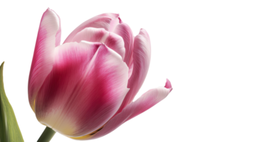 fantastisk bild av skön rosa papegoja tulpan blomma på transparent bakgrund. generativ ai teknologi. png