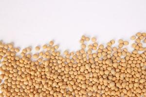 Soya bean horizontal line frame border copy text space on white background photo