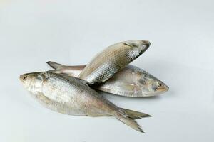 Tenualosa ilisha  hilsa herring terbuk fish on white background photo