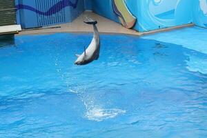 OCEAN PARK, HONG KONG-FEBRUARY 17, 2018 - One of the key attraction of Hong Kong Ocean Park is the amazing sea lion and dolphin show. Wowing both adults and children. photo