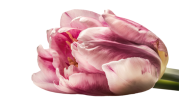 Stunning Image of Beautiful Pink Parrot Tulip Flower on Transparent Background. Technology. png