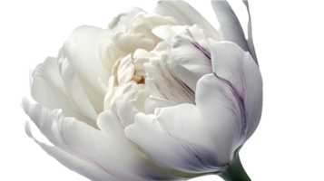 étourdissant image de magnifique blanc perroquet tulipe fleur sur png Contexte. génératif ai technologie.