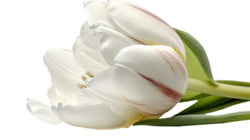 maravilloso imagen de hermosa blanco loro tulipán flor en png antecedentes. generativo ai tecnología.