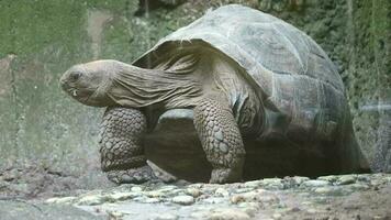 The Aldabra giant tortoise or Aldabrachelys gigantea is one of the largest tortoises in the world. These herbivorous turtles can grow to more than 1.5 meters and can live up to 200 years. video