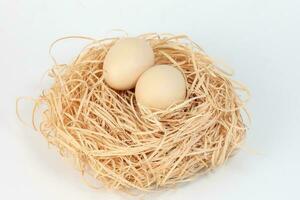 Eggs in a nest on white background photo