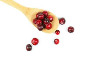 Small Red Cranberry photo