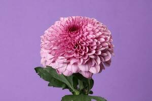 Purple violet chrysanthemum mum flower macro closeup on purple violet background photo