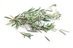 Rosemary Herb green fragrant branch on white background photo