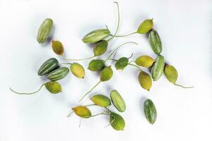 pointed gourd potol Spiny gourd green fruit vegetable kakrol on white background photo