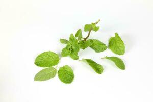 Green Mint Leaf photo